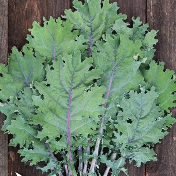 Russian Kale