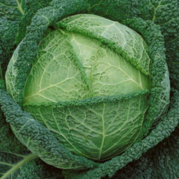 Savoy Cabbage