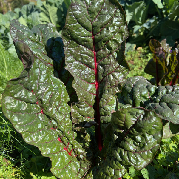 Chard