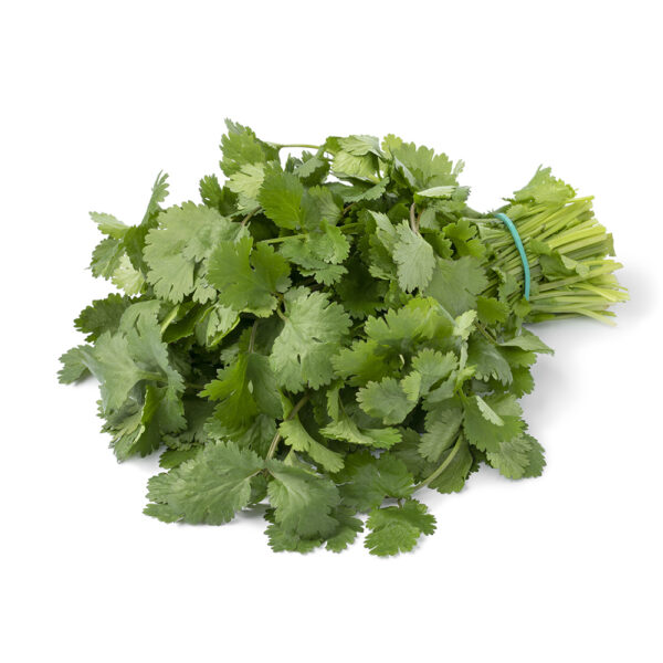 Cilantro