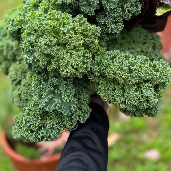 Curly Kale