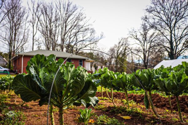 My Journey in Securing Funding & Resources for my Urban Farm (March 29, 2025) - Image 2