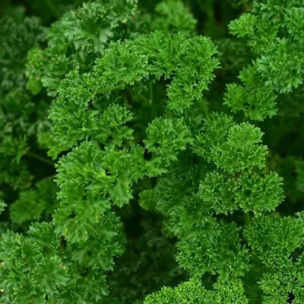 Curly Leaf Parsley