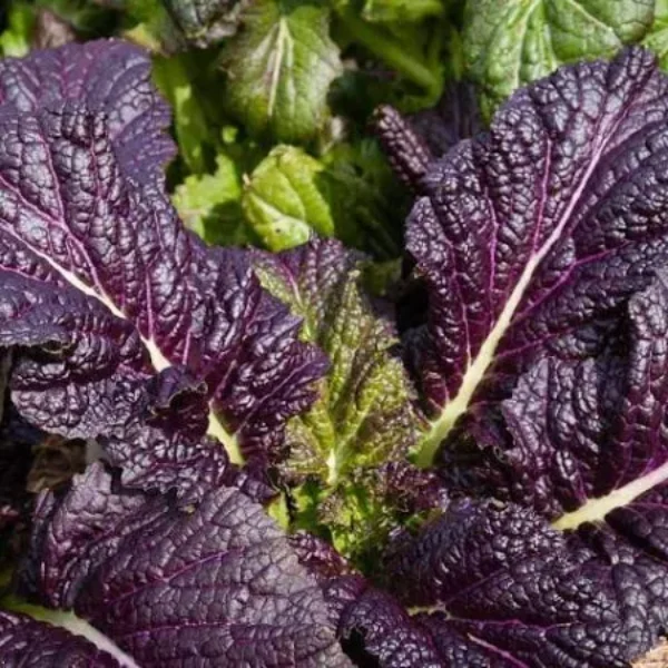 Purple Mustard